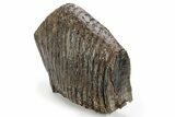 Fossil Woolly Mammoth Upper M Molar - Siberia #238761-4